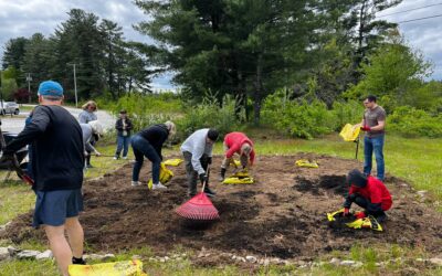 How a Pollinator Garden Became a Turtle Nursery
